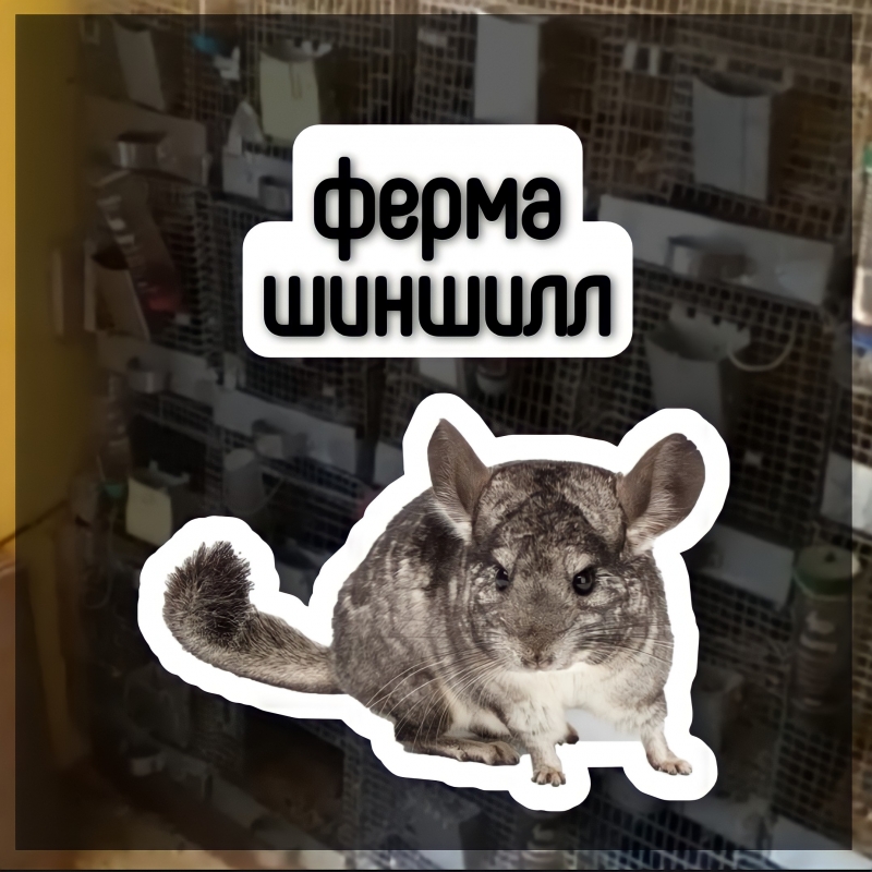 Ферма шиншилл