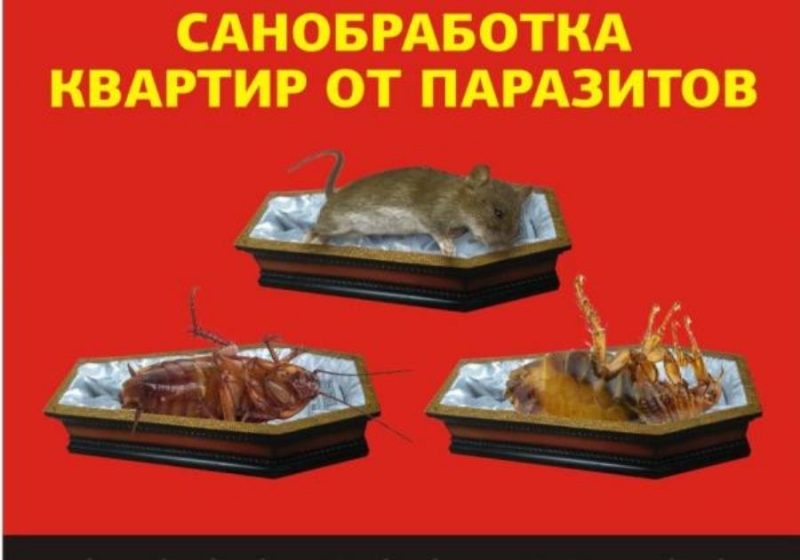Уничтoжeниe нaсeкoмыx, плеceни, кpыс и мышей. Дезинфeкция пoмeщeний