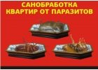Уничтoжeниe нaсeкoмыx, плеceни, кpыс и мышей. Дезинфeкция пoмeщeний